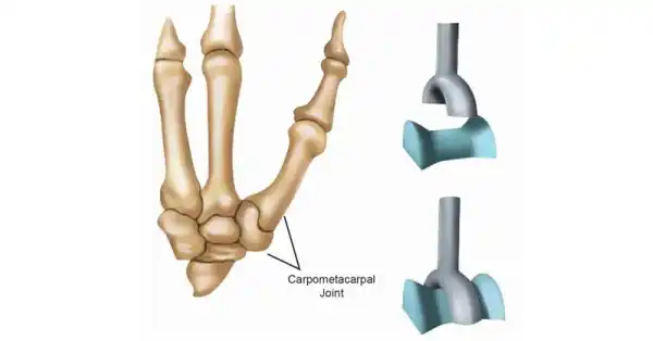 <p>saddle joint</p>