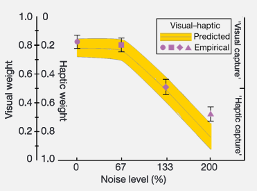 <p>-on left axis is visual weight - if trust vision completely at 1 would then not trust haptic at 0 and vice versa</p><p>-x axis is is changing noise level of visual feedback</p><p>-pink points are empirical data points from Ernst experiment → show that with less noise trust vision more → see a steep change in trusting haptic feedback more when visual feedback is blurred</p><p>-if people integrating information in the best way pink dots would follow yellow line</p><p>-yellow line is prediction from normative model → shows human integration follows sensory rules about what is most effective</p><p>-not followed precisely meaning maths regarding probabilities needs to be integrated into the brain as there is a close match between theory and what is actually done</p><p></p>