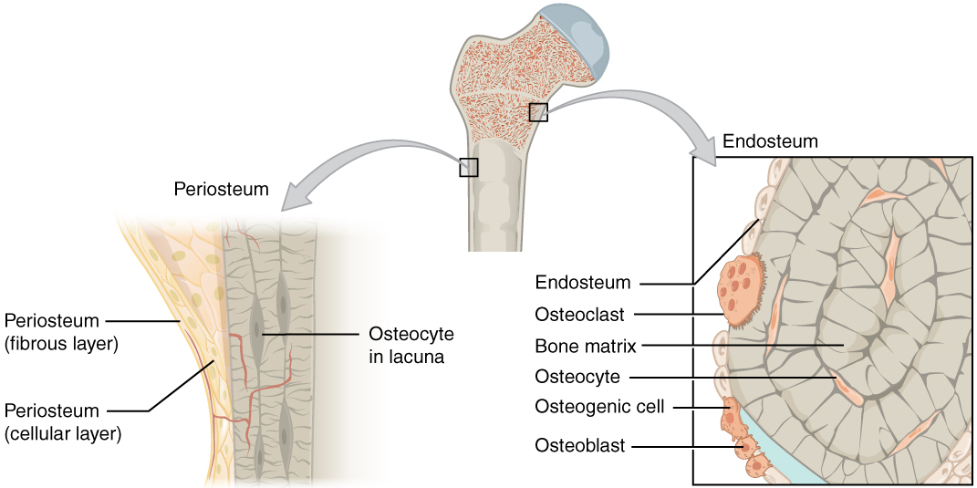 <p>Periosteum</p>