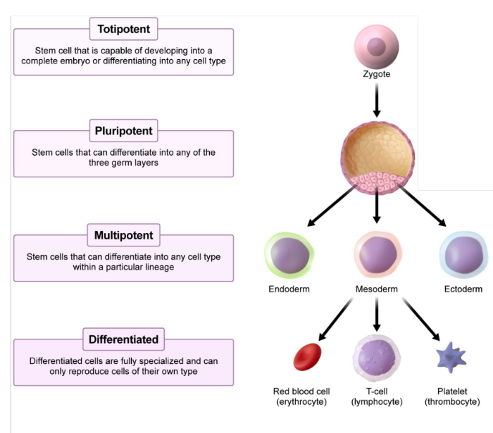 <p>Cells that are <strong>fully specialized </strong>and can only reproduce cells of their own type</p>