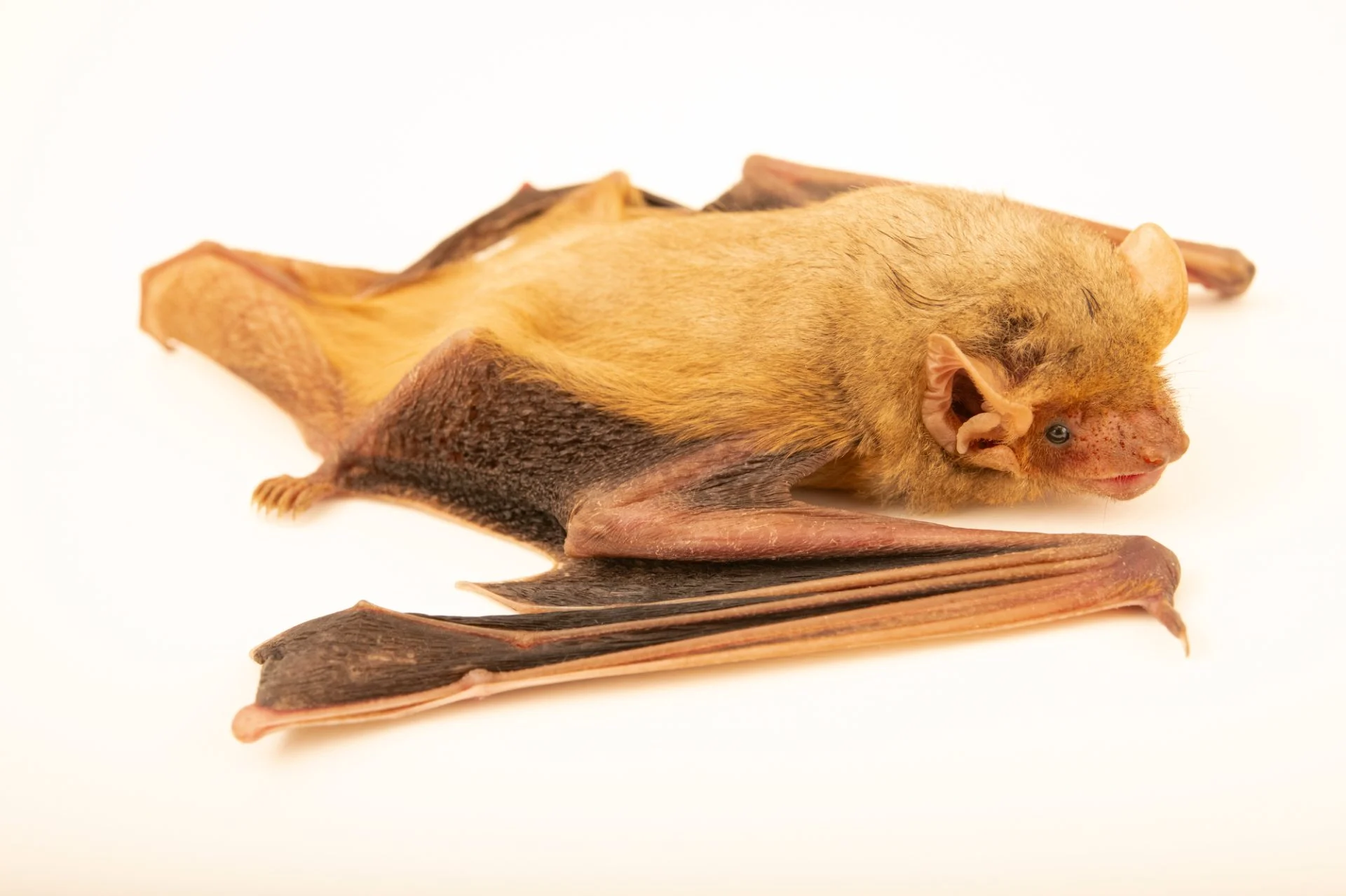 <p><span>Tragus present, fully furred uropatagium</span></p>