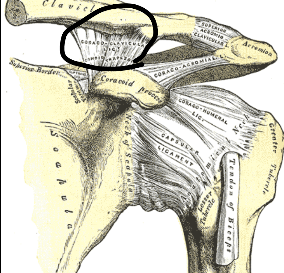 <p>What Shoulder Ligament?</p>