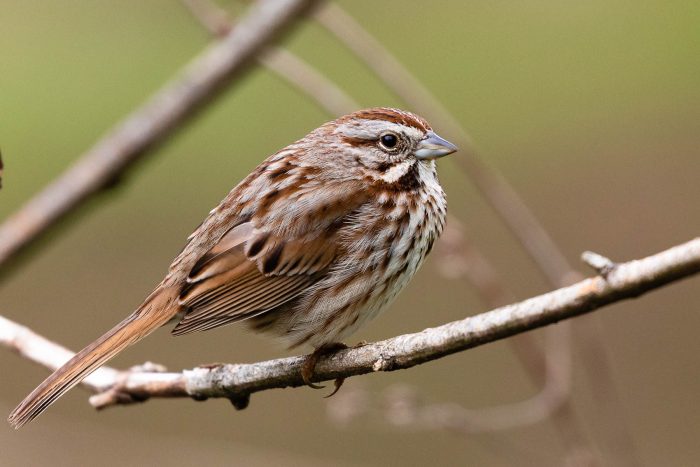 <p>Song Sparrow</p>