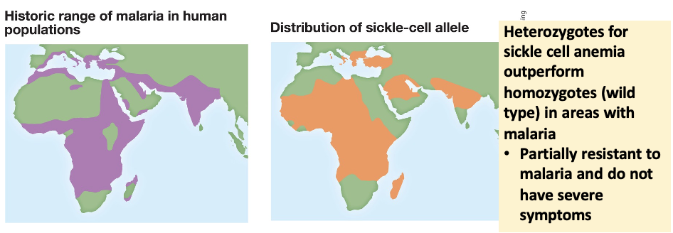 <ul><li><p><span>Heterozygote individuals (with 2 alleles) could outperform homozygotes (with 1 allele) under variable environmental conditions. </span></p><ul><li><p>Sickle-cell anemia provides heterozygotes with immunity to malaria</p></li></ul></li></ul><p></p>