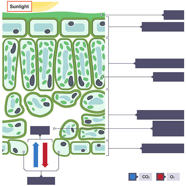 <p>Label section through a leaf</p>