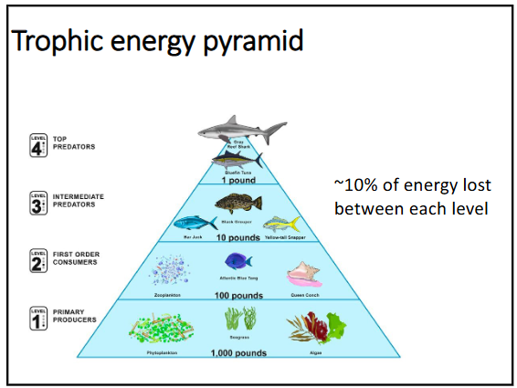 <p>~90% of energy is lost between each trophic level, so only about 10% is passed on to the next level (energy is lost as heat)</p>