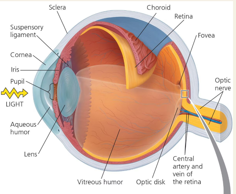 <p>Sclera, cornea, iris, pupil, lens, Retina, </p>