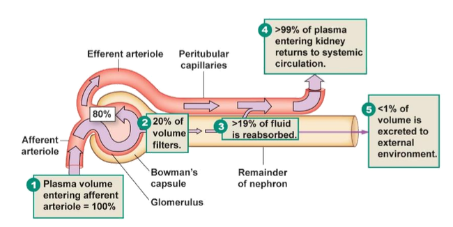 <p>What percentage of filtered fluid is reabsorbed?</p>