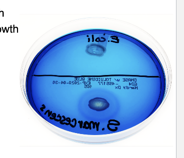 <p>Example <strong>positive</strong> bacteria in DNase test?</p>