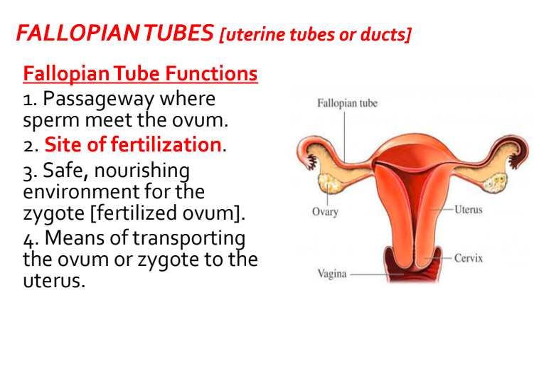 <p>outer 3rd of the tube, near the ovary: where egg is fertilized </p>