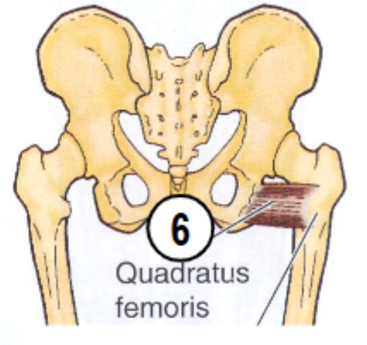 <p>origin: ischial tuberosity</p><p>insertion: intertrochanteric crest</p>