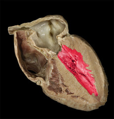 <p>identify the structure</p>