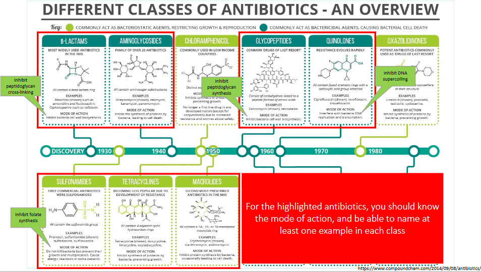 <p>- should know the mode of action, and be able to name at lesat one example in each class</p><p>.</p><p>- quinolones inhibit DNA gyrase which was involved in supercoiling of DNA</p><p>.</p><p><strong><mark data-color="#ff0000" style="background-color: rgb(255, 0, 0); color: inherit;">BACTERICIDAL AGENTS:</mark></strong></p><p>BETA-LACTAMS</p><p>all contain a beta-lactam ring</p><ul><li><p>Mode of Action:</p><ul><li><p>Inhibit cell wall biosynthesis by inhibiting peptidoglycan cross-linking</p></li></ul></li><li><p>Examples: Penicillins, Cephalosporins</p></li></ul><p>.</p><p>AMINOGLYCOSIDES:</p><p>all contain aminosugar substructures</p><ul><li><p>Mode of action:</p><ul><li><p>Inhibit synthesis of proteins by bacteria, leading to cell death</p></li></ul></li><li><p>Examples: Streptomycin, Neomycin</p></li></ul><p>.</p><p>GLYCOPEPTIDES:</p><p>consist of a carbohydrate linked to a peptide formed of amino acids</p><ul><li><p>Mode of action:</p><ul><li><p>Inhibit bacteria cell wall biosynthesis by inhibiting peptidoglycan synthesis</p></li></ul></li><li><p>Examples: Vancomycin</p></li></ul><p>.</p><p>QUINOLONES:</p><p>all contain fused aromatic rings with a carboxylic acid group attached</p><ul><li><p>Mode of action:</p><ul><li><p>Interfere with bacteria DNA replication and transcription (inhibit DNA supercoiling)</p></li></ul></li><li><p>Examples: Ciprofloxacin</p></li></ul><p>.</p><p><strong><mark data-color="#ff0000" style="background-color: rgb(255, 0, 0); color: inherit;">BACTERIOSTATIC AGENTS:</mark></strong></p><p>SULFONAMIDES:</p><p>all contain the sulfonamide group</p><ul><li><p>Mode of action: </p><ul><li><p>do not kill bacteria but prevent their growth and multiplication. Cause allergic reactions in some (inhibit folate synthesis)</p></li></ul></li><li><p>Examples: Prontosil, Sulfadiazine</p></li></ul><p>.</p><p>TETRACYCLINES:</p><p>all contain 4 adjacent cyclic hydrocarbon rings</p><ul><li><p>Mode of action:</p><ul><li><p>inhibit synthesis of proteins by bacteria, preventing growth</p></li></ul></li><li><p>Examples: Tetracycline, Limecycline</p></li></ul><p>.</p><p>MACROLIDES:</p><p>all contain a 14-, 15- or 16- membered macrolide ring</p><ul><li><p>Mode of action: Inhibit protein synthesis by bacteria, occassionally leading to cell death</p></li><li><p>Examples: Erythromycin</p></li></ul><p></p>