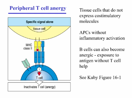 <ol><li><p>Clonal Deletion → within bone marrow/thymus, during lymphocyte development</p><ul><li><p>negative selection of B cells in bone marrow and T cells in the thymus </p></li><li><p>if rearranged receptor (BCR or TCR) recognizes self-antigen, if it finds the antigen during development, is deleted </p></li><li><p>problem: specific antigens that might be present only in some regions (tissues, brain, etc) are not found during development or during puberty and after different proteins are made that could not have been selected against </p></li><li><p>solution:</p><ul><li><p>mice with autoimmunity, mice when homozygous deficient developed T cells that attack all organs within the body</p></li><li><p>point mutation in AIRE (autoimmune regulator), which is a transcription factor expressed in hematopoietic cells within the thymus, allowing for expression of low levels of tissue-specific antigens in the thymus, leading to negative selection of autoimmune T cells</p><ul><li><p>binds to lots of genes = low level expression of many genes, even in regions where they’re not normally found </p></li><li><p>antigens get presented, therefore allowing for negative selection against those that react to antigens </p></li><li><p>insulin </p></li><li><p>increased range of antigens that could be negatively selected against, however, mutation prevented this </p></li></ul></li></ul></li></ul></li><li><p>Clonal Inactivation by tissue-specific antigens presented in absence of costimulatory signals → at periphery</p><ul><li><p>if lymphocyte interacts with specific antigen in periphery for first time, without inflammatory/costimulatory signals, becomes deactivated instead of activated </p></li><li><p>T cell anergy</p><ul><li><p>in absence of inflammatory cytokines (TNF-alpha, IFN-gamma, etc)</p></li><li><p>in absence of costimulatory molecules </p></li><li><p>in absence of licensing of antigen presenting cells </p></li><li><p>absence of TLR ligands </p></li></ul></li><li><p>B cell Anergy</p><ul><li><p>in absence of T cell help </p></li></ul></li></ul></li></ol><p></p>
