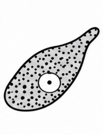 <p>SCIENTIFIC NAME</p>