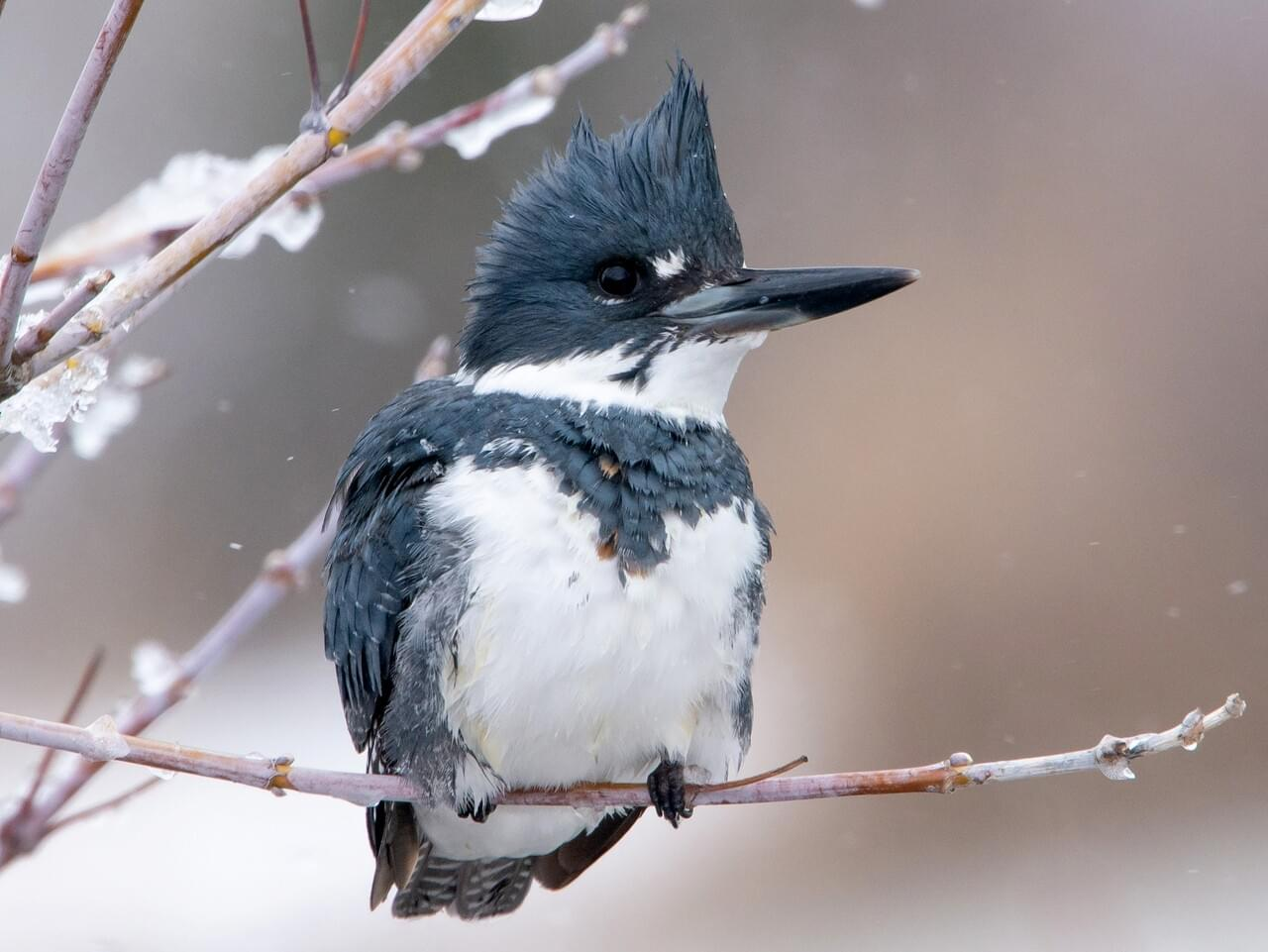 <p>Belted kingfisher</p>