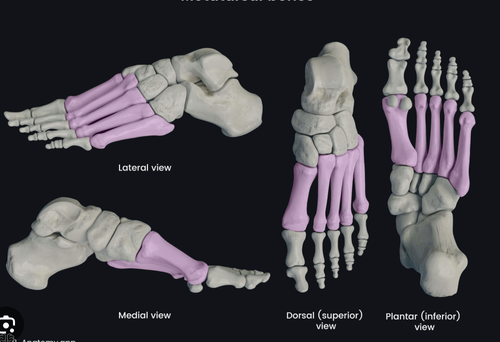 <p>Metatarsals (homology)</p>