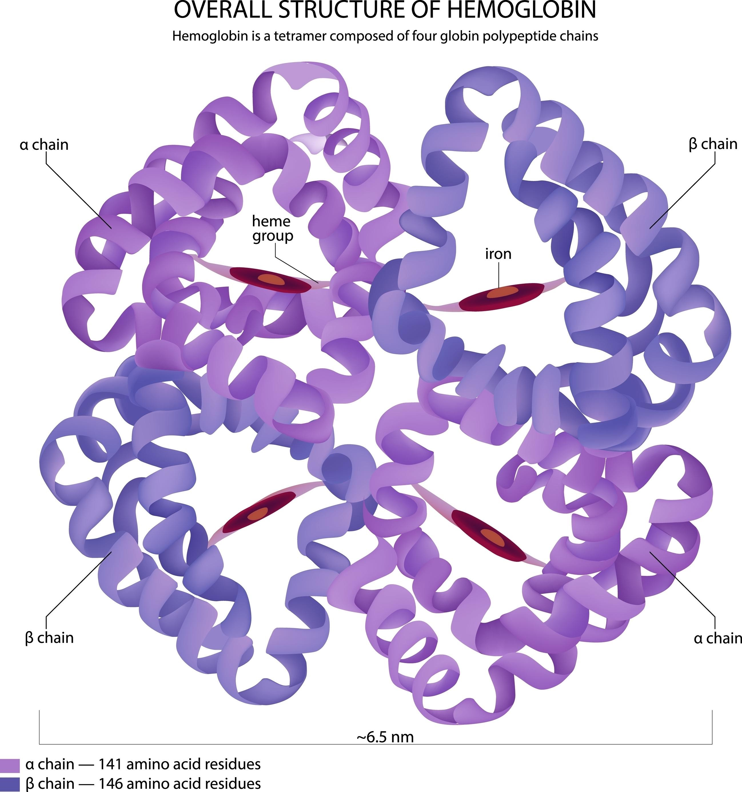 <p>4 poly pep chains, 4 heme groups, 4 O2 groups, O2 transport, in RBC</p>
