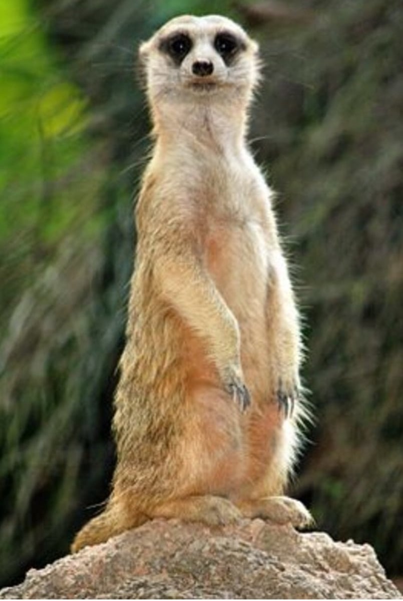 <p>chồn đất (meerkat)</p>