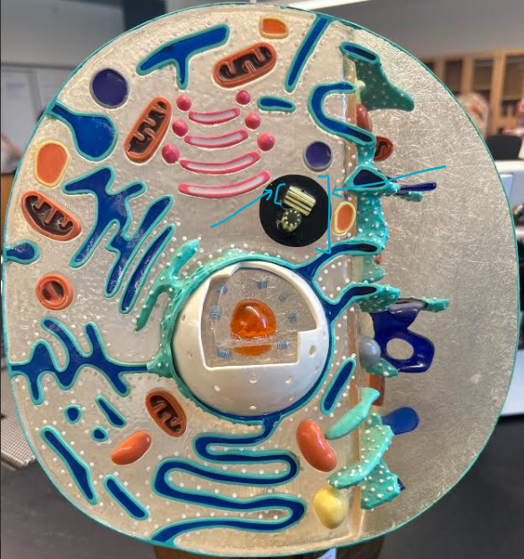 <p>ID organelle </p>