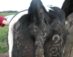 <p>- 'Knocked' or 'dropped' hips</p><p>- Lameness is usually minor</p><p>- Requires no treatment (unless ilium protruding through skin) with good prognosis</p>