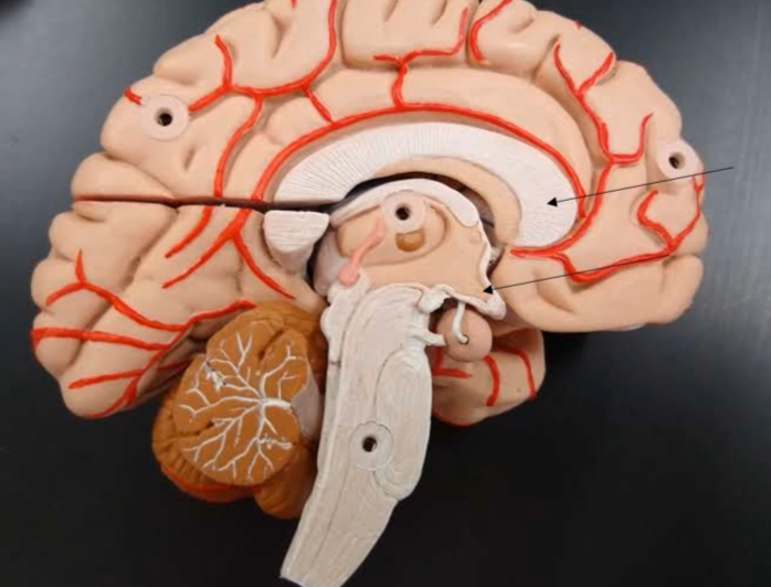 <p>What is this hat/cushion part of the diencephalon?</p>