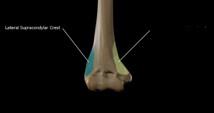 <p>What bone landmark is this within the <strong>Humerus </strong></p>