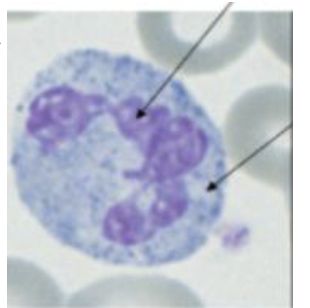 <p>What cell is this</p>