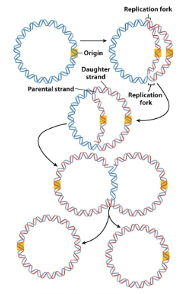 <ul><li><p>replication forks are points where a pair of replicating segments come together and join the nonreplicated segments</p></li><li><p>replication proceeds bidirectionally </p></li></ul><p></p>