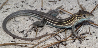 <p>Six-Lined/Prairie Racerunner (<em>Aspidoscelis sexlineatus</em>)</p>