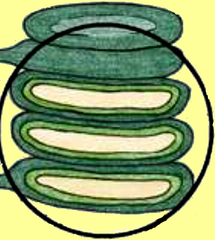 <p>extenstively folded intracellular membranes that produce atp in plant cells</p>