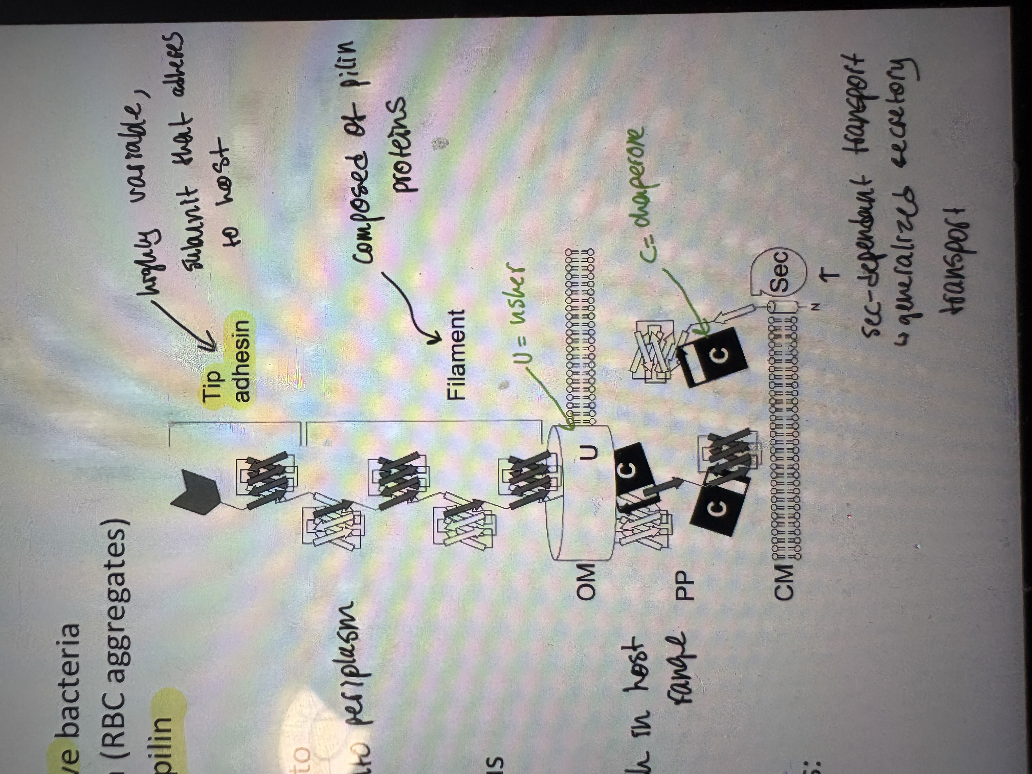 <p>- there are different types of pili (fragile hair-like adhesions. Frequently replaced therefore high potential for virulence)</p><p>- Pili attachment to surfaces, other cells, or other bacteria (are NOT flagella)</p><p>- Exist in both Gram (+) and (-) bacteria</p><p>1. P-pili and Type 1 pili</p><p>- Rigid, long and thin filaments that protrude off Gram negative bacteria</p><p>- Unique feature of Type I pili is they induce hemagglutination (RBC aggregates)</p><p>- Type I pili assembly – composed of polymerized subunits of pilin protein</p><p>- Tip adhesin attaches to host carbohydrates and contributes to tropism</p><ul><li><p>pilin proteins are secreted by sec-dependant transport into periplasm</p></li><li><p>Assembled into a pilus via CU system as the transport across OM</p></li></ul><p>- The chaperone/usher (CU) pathway assembles proteinaceous filaments on bacterial surfaces. eg Salmonella → 14 copies of operon therefore high variation which in host range</p><p>- These operons encode, at minimum, three different proteins: chaperon, pilin, usher</p><p>2. F1 pili </p><p>- Shorter, linear and flexible polymers that have a tendency to aggregate</p><p>- The F1 capsular antigen is expressed exclusively by Yersinia pestis</p><ul><li><p>F1 pili in Yersinia is antiphagocytic (prevents phagocytes by macrophages)</p></li></ul><p>- F1 capsule consists of a tangle of thin, linear Caf1 fibers</p><p>- Lots of variability in F1 pilus </p><ul><li><p>allows immune evasion. Limited vaccine development. </p></li></ul><p>- Pilus is under temp sensitive control </p><ul><li><p>Not expressed at 20 (in flea), expressed at 37 (in humans)</p></li></ul><p>3. Comparing P1, F1, Type 1</p><p>- Each pilus is built up with a different combination of subunits (Fim/Pap/Caf)</p><p>- Type I and P1 – assembled by the classic chaperone-usher pathway</p><ul><li><p>Made up of flexible end tip and a rigid long rod</p></li><li><p>Share significant homolgy </p></li></ul><p>- F1 – assembled by the Caf1 CU pathway</p><ul><li><p>More flexible and numerous than type I and P1</p></li><li><p>Much longer. Caf1 is a unique protein subunit</p></li></ul><p></p><p></p>