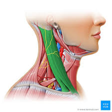 <p><span style="background-color: transparent;">Sternum &amp; clavicle / mastoid process of temporal bone | Rotates / tilts head to side</span></p>