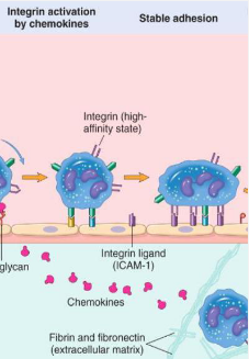 <p>Adhesion to the endothelium</p>