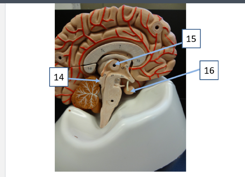<p>What structure is #16</p>