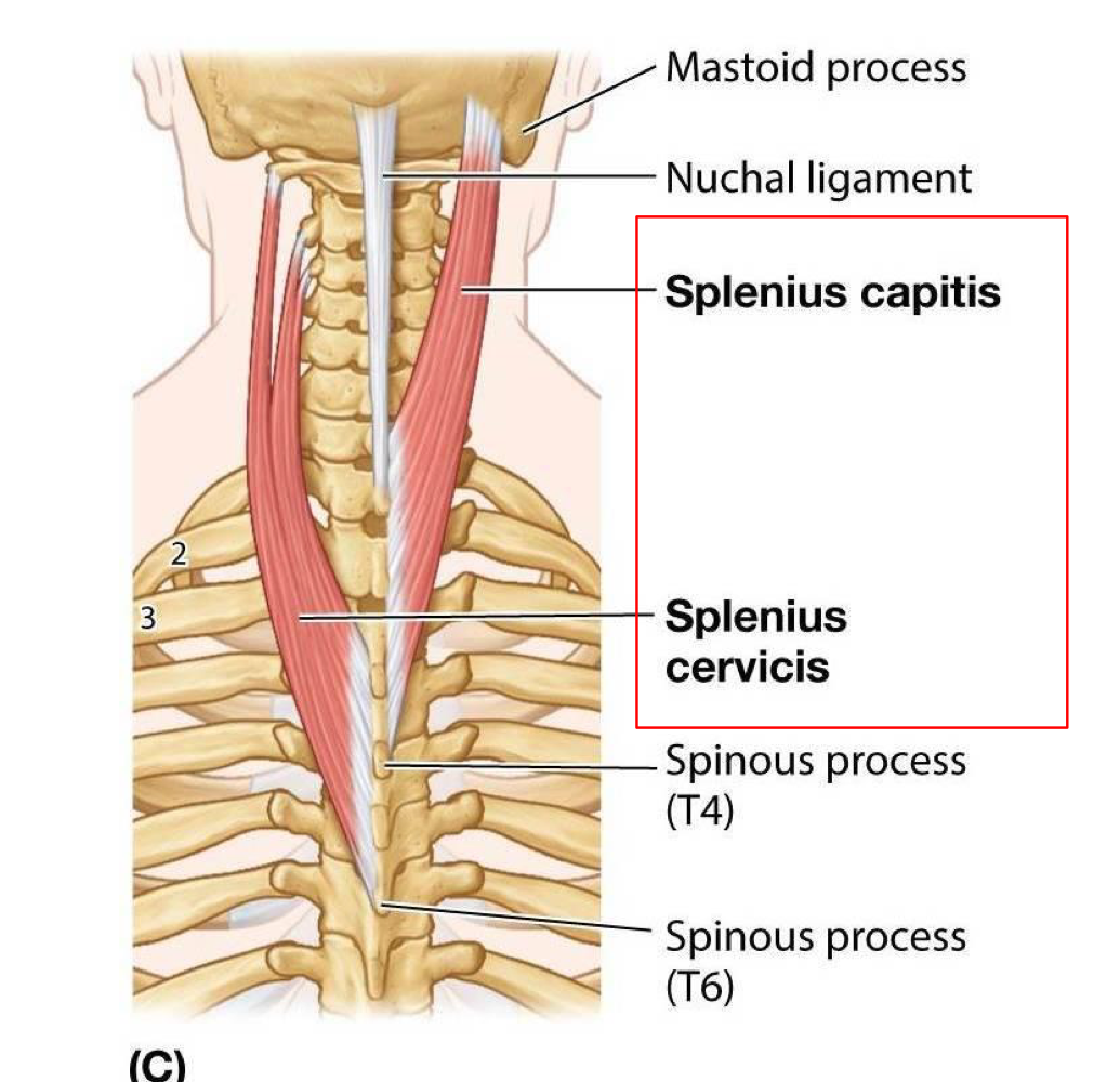 <p>Splenius Capitis and Splenius Cervicis</p>