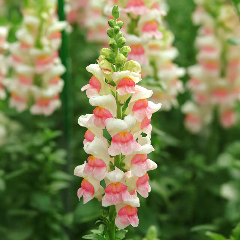 <p>Snapdragon</p>