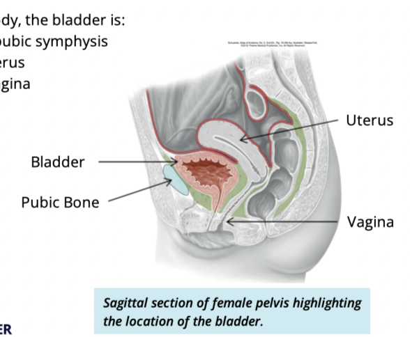 <ul><li><p>posterior to pubic symphysis</p></li><li><p>inferior to uterus</p></li><li><p>anterior to vagina </p></li></ul><p></p>
