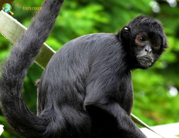 <p>Common Name: Black Spider Monkey</p><p>Suborder: Haplorhini</p><p>Order: Primates </p><p>Family: Atelidae </p>