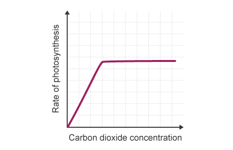 <p>Carbon dioxide concentration: As carbon dioxide concentration increases, the rate of photosynthesis increases because carbon dioxide is a raw material needed for photosynthesis. Eventually, the graph levels off because another factor, such as light intensity or temperature, becomes limiting.</p><p>Light intensity: As light intensity increases, the rate of photosynthesis increases because light provides the energy needed for photosynthesis. Eventually, the graph levels off because another factor, such as carbon dioxide concentration or temperature, becomes limiting.</p>