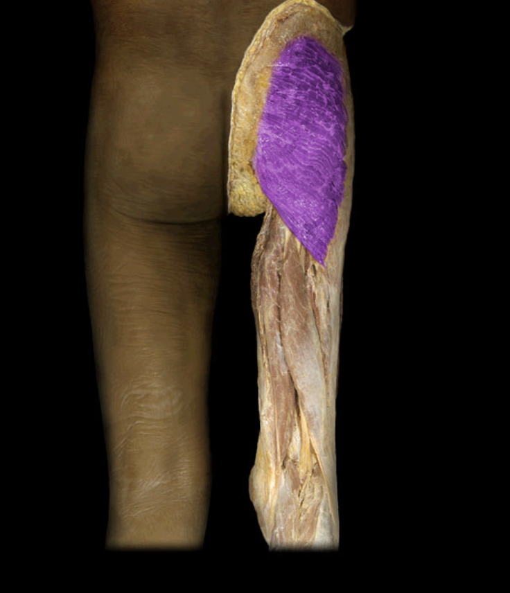 <p>Identification.</p>