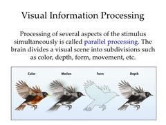 <p>processing many aspects of a problem simultaneously; generally used to process well-learned information or to solve easy problems.</p>