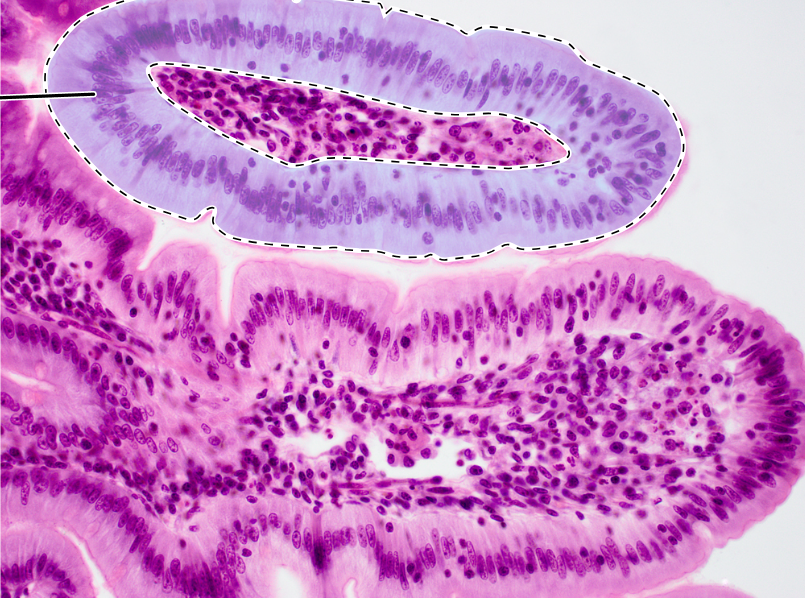 knowt flashcard image