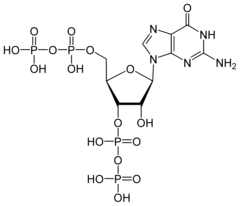 <p>ppGpp and pppGpp : these are the signals that trigger a stringent response.</p>