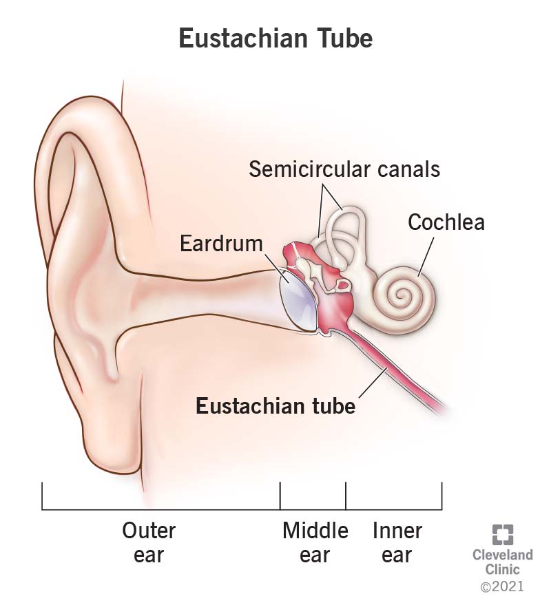 <p>passes between the tympanic cavity and the nasopharynx and equalizes pressure across the membrane (keeps air pressure on both sides of the eardrum the same)</p><p>drains contents of middle ear cavity (epithelium secretes miucus)</p>