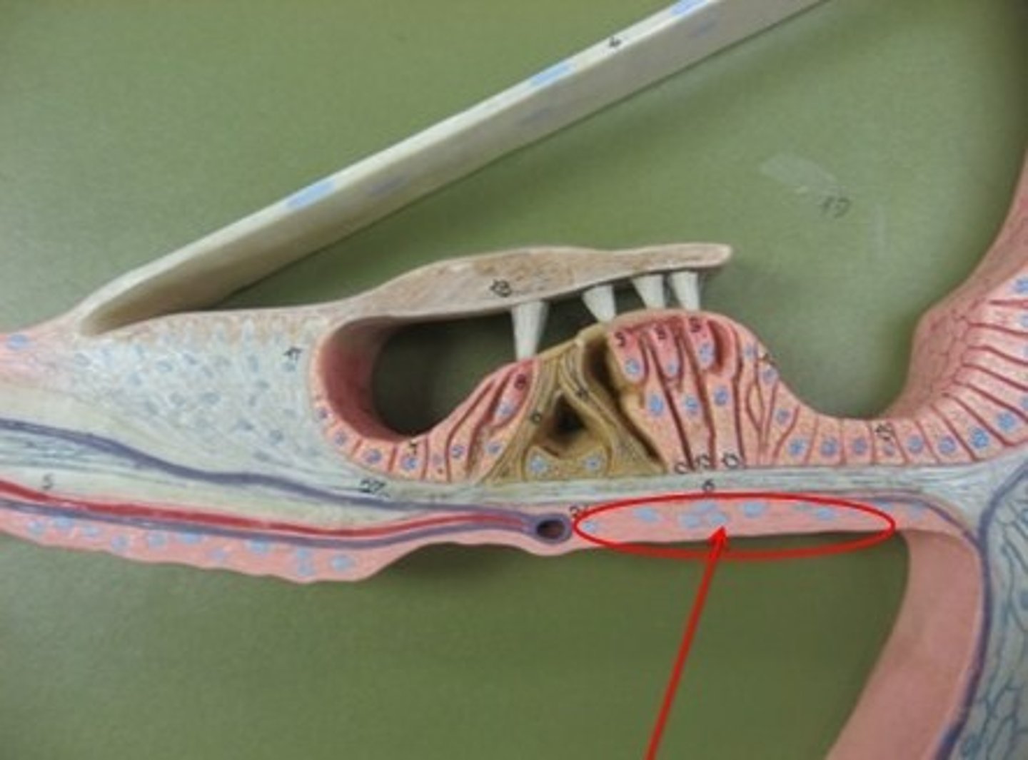 <p>A structure that runs the length of the cochlea in the inner ear and holds the auditory receptors, called hair cells.</p>
