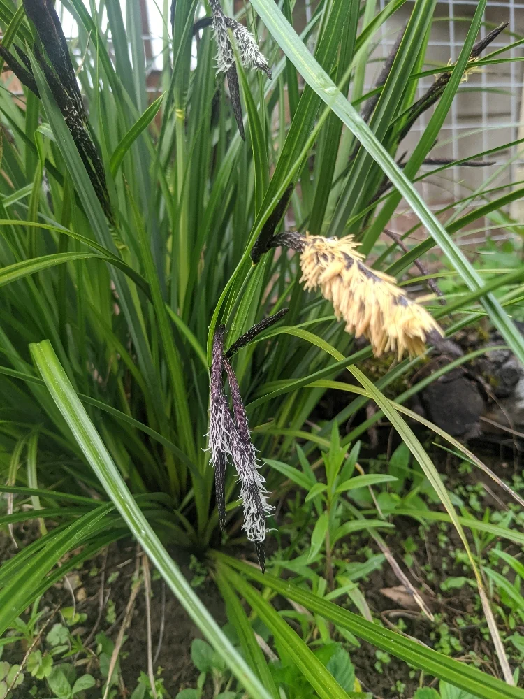 <p><span><em>Carex obnupta</em></span></p>