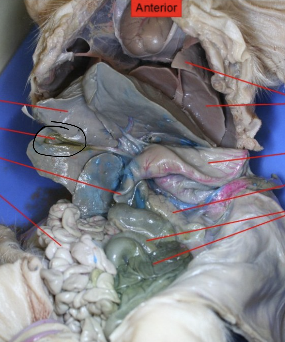 <p>Identify this Organ</p>
