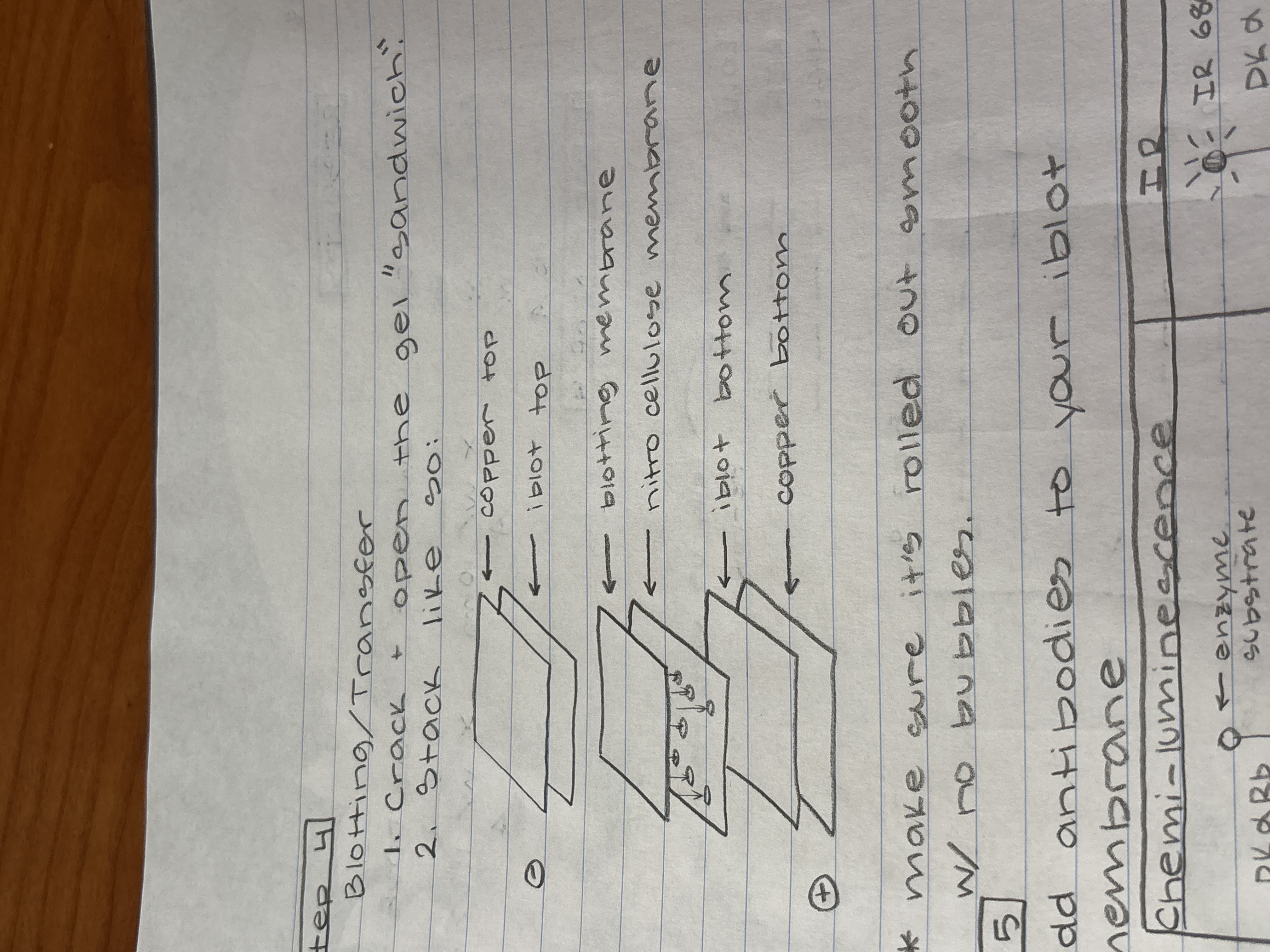 knowt flashcard image