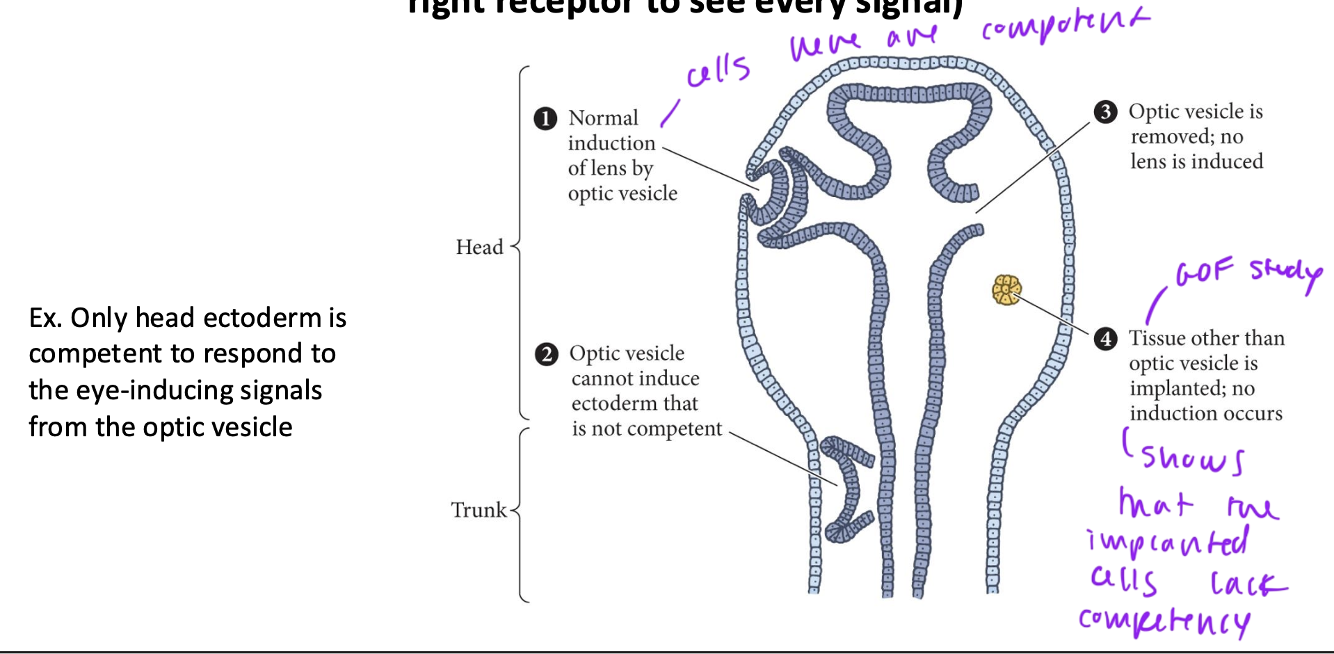 <ul><li><p>see how in GOF study, when optic vesicle is implanted into cervical (neck region), since the cells implanted lack the competency to specialize, no induction occurs, and a lens does not form</p></li><li><p>but if you implant into the head region, the implanted vesicle would possess competency and a lens would form per usual (diff tissues respond to diff signals is what this shows)</p></li><li><p>so only ectoderm in the head region can respond competently to the lens inducing signal from the lens vesicle, but areas outside cannot</p></li><li><p>the unimpaired vesicle forms per usual as it possess competency</p></li></ul><p></p>